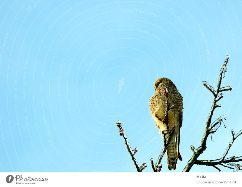 Tschakka! Umwelt Natur Tier Winter Eis Frost Pflanze Baum Ast Wildtier Vogel Turmfalke 1 hocken sitzen frei kalt natürlich blau Freiheit Greifvogel Farbfoto