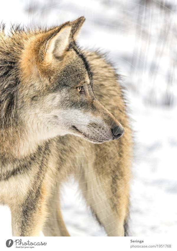 Neugier Natur Pflanze Tier Herbst Winter Wald Wildtier Hund Tiergesicht Fell Zoo 1 Fressen Jagd Blick Wolf Landraubtier Rudel Fleischfresser Farbfoto mehrfarbig