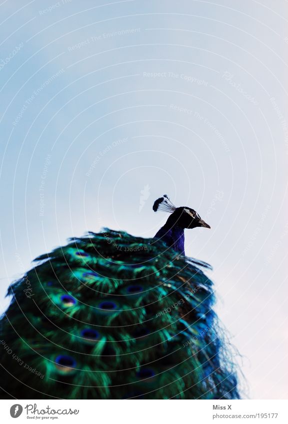 Pfau von unten Ausflug Tier Himmel Schönes Wetter Wildtier Vogel Flügel Zoo 1 ästhetisch exotisch glänzend schön Hochmut eitel elegant Reichtum Pfauenfeder