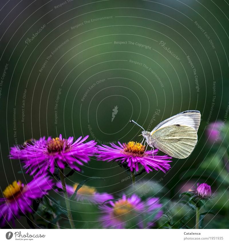 Kohlweißling auf Aster Natur Pflanze Tier Sommer Blume Blüte Astern Garten Blumenbeet Schmetterling Großer Kohlweißling 1 Duft fliegen Fressen ästhetisch schön