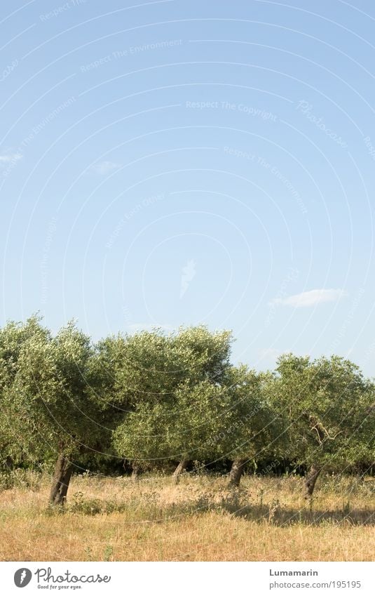 Schunkeltruppe Umwelt Landschaft Pflanze Wolkenloser Himmel Sommer Baum Nutzpflanze exotisch ästhetisch hell schön klein Wärme blau grün Ordnung Tourismus