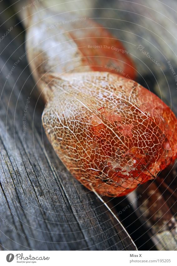 Physalis Frucht Umwelt Natur Sommer Herbst Pflanze Baum Garten Park Holz alt trocken Gitternetz Netz Gefäße Farbfoto Gedeckte Farben Außenaufnahme Nahaufnahme