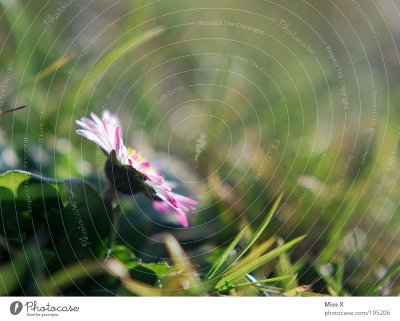 Frühling Natur Sonne Sommer Wetter Schönes Wetter Pflanze Blume Gras Blatt Blüte Park Wiese Blühend Wachstum Fröhlichkeit frisch positiv schön Stimmung Glück