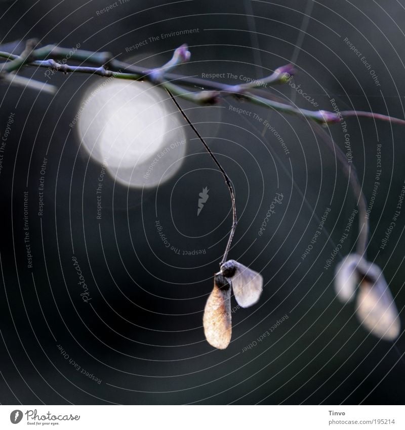 Pärchen Natur Herbst Blatt Wildpflanze dunkel nah Leidenschaft Wandel & Veränderung Zusammenhalt Zweig Stimmung ruhig Lichtpunkt durchscheinend Ahornnase