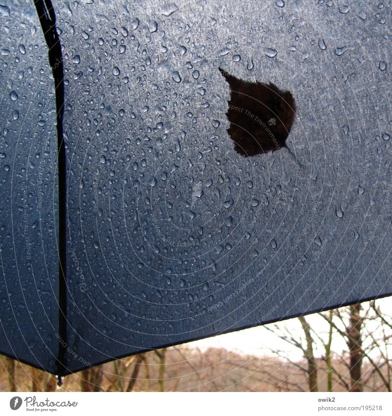 Regentag Spaziergang Umwelt Natur Pflanze Wasser Wassertropfen Himmel Horizont Klima schlechtes Wetter Blatt nah blau Gelassenheit geduldig ruhig