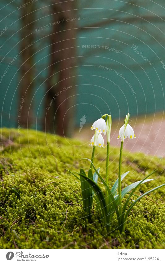 Leucojum vernum [BO] Pflanze Erde Baum Blume Moos Blatt Blüte Grünpflanze Wildpflanze Märzenbecher Bochum Duft frisch nah Sauberkeit weich braun grün Frühling