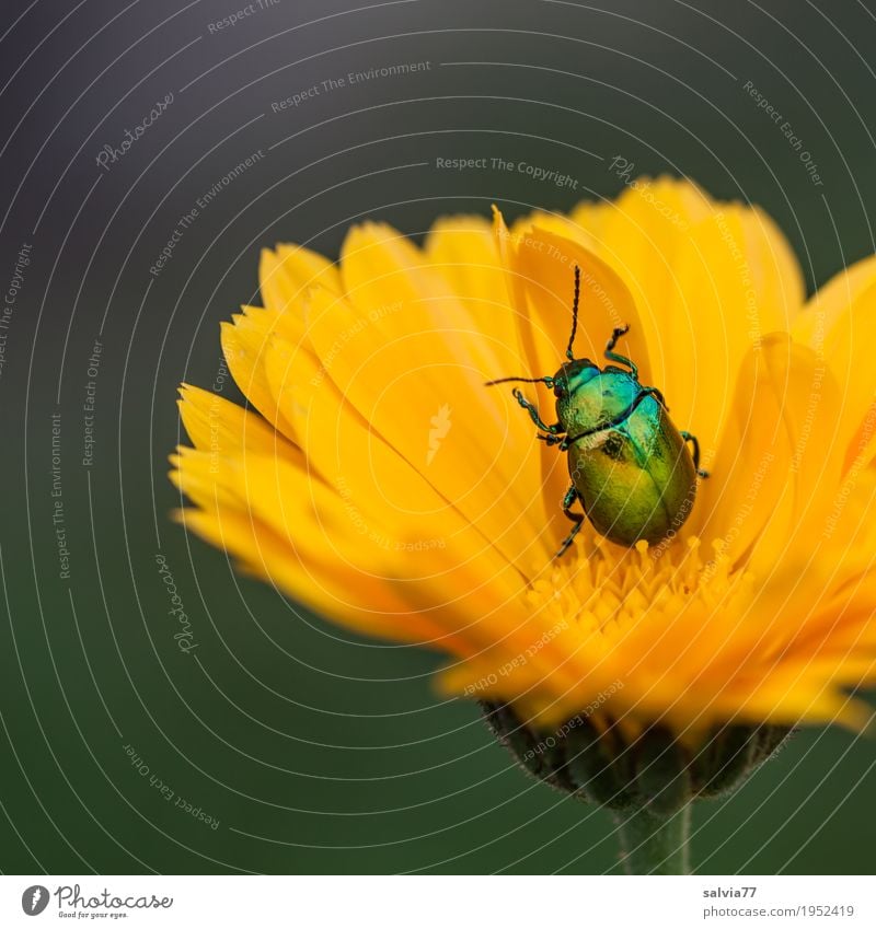 Feinschmecker Alternativmedizin Wohlgefühl Zufriedenheit Natur Sommer Pflanze Blume Blatt Nutzpflanze Heilpflanzen Ringelblume Garten Tier Käfer 1 Blühend Duft