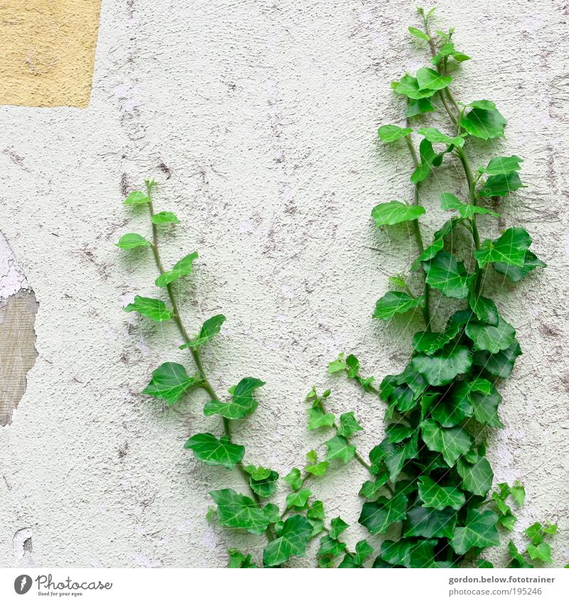 Nature is back Pflanze Sträucher Efeu Blatt Grünpflanze Wildpflanze Ruine Mauer Wand Farbfoto Gedeckte Farben Außenaufnahme Menschenleer Textfreiraum links