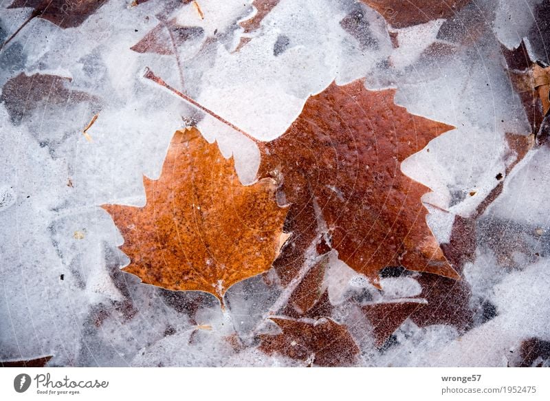 Eiszeit | glasklar II Natur Winter Frost Blatt Teich See kalt braun grau weiß Zacken durchsichtig Durchblick Klarheit gefroren Querformat Zentralperspektive