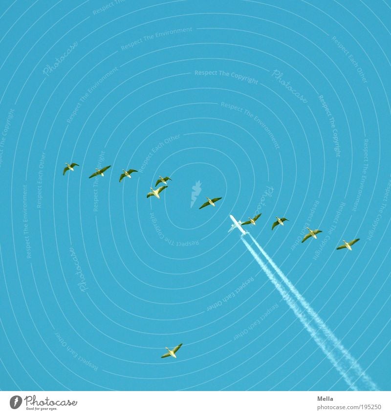 Mitfluggemeinschaft Ferien & Urlaub & Reisen Ferne Freiheit Umwelt Natur Tier Luft Wolkenloser Himmel Luftverkehr Flugzeug Passagierflugzeug Wildtier Vogel