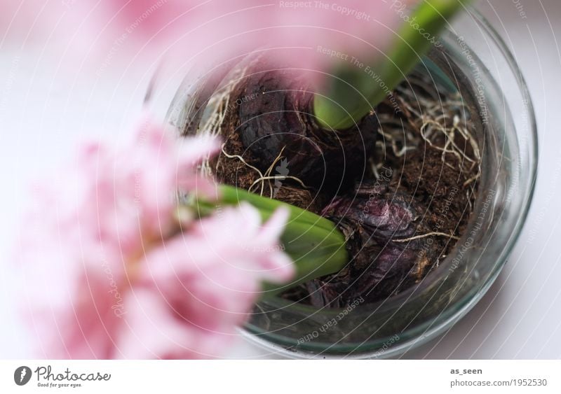 Frühlingsboten Lifestyle Leben harmonisch Wohnung Innenarchitektur Dekoration & Verzierung Natur Pflanze Blume Topfpflanze Hyazinthe Blühend Wachstum modern