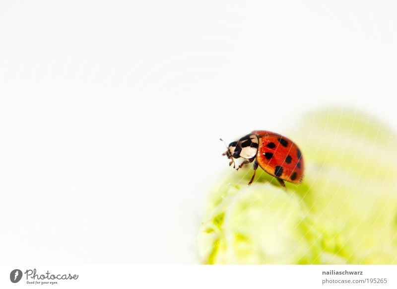 Marienkäfer Umwelt Natur Tier Wildtier Käfer 1 ästhetisch gut klein grün rot schwarz Glück Farbfoto mehrfarbig Innenaufnahme Studioaufnahme Nahaufnahme