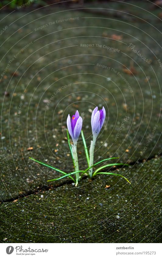 Zwei Krokusse Natur Garten Schrebergarten Kleingartenkolonie Kolonie März schebergarten Furche Fuge Kraft Wachstum Frühling Frühlingsgefühle Romanik Romantik