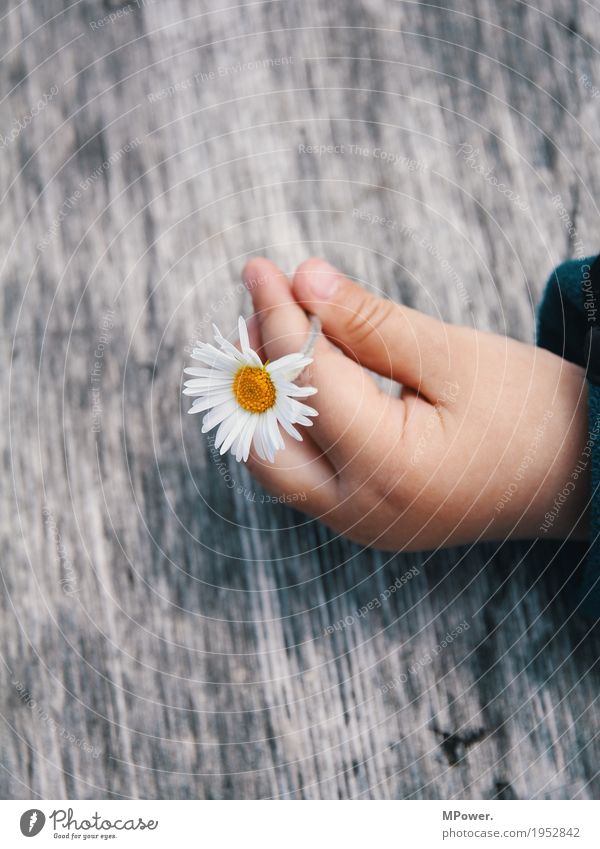 kinderfreuden Kind Kleinkind Hand 1 Mensch Pflanze Blume schön Gänseblümchen Daumen Kinderhand Holztisch grau Frühling Frühlingsblume pflücken Blatt Farbfoto