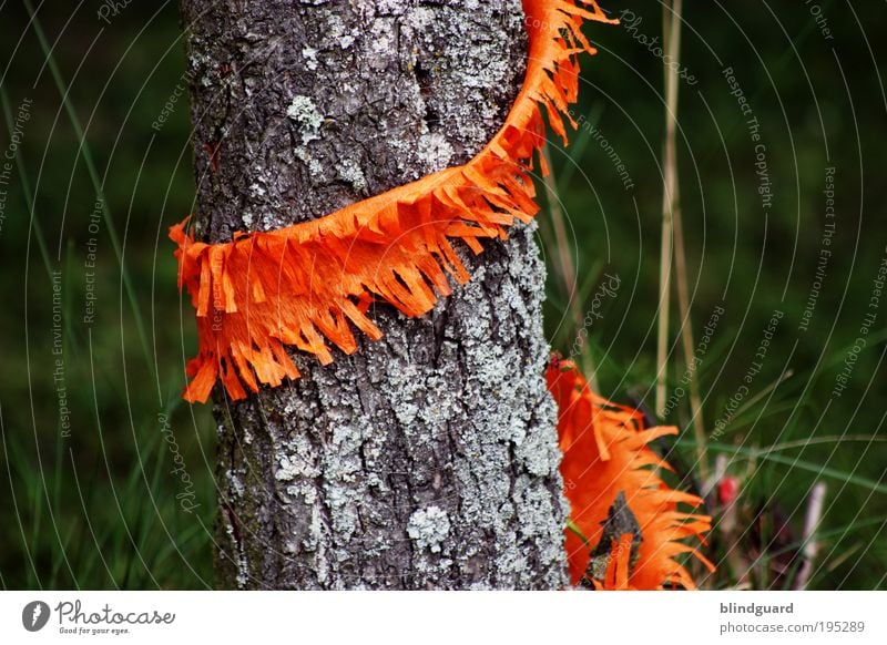 Maibaum Light Feste & Feiern Karneval Natur Pflanze Baum Gras Grünpflanze Wildpflanze Garten Holz alt gold grau grün Papier Girlande Schmuck Kindergeburtstag