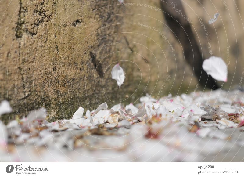 end of spring Umwelt Natur Pflanze Wind Baum Blüte Wildpflanze Mandelbaum fallen authentisch natürlich braun rosa weiß beweglich Leben Kontrolle stagnierend