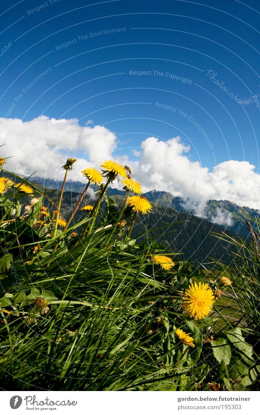 dem Himmel entgegen Berge u. Gebirge Natur Landschaft Pflanze Wolken Frühling Schönes Wetter Wiese Menschenleer Erholung Blick saftig wild blau gelb grün