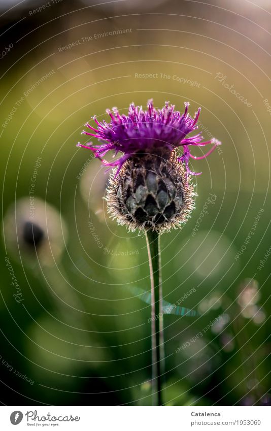 Im letzten Sonnenlicht leuchtet die Kornblume auf Natur Pflanze Sommer Schönes Wetter Blume Blüte Wiese Alpen Blühend Duft ästhetisch schön gelb gold grün rosa