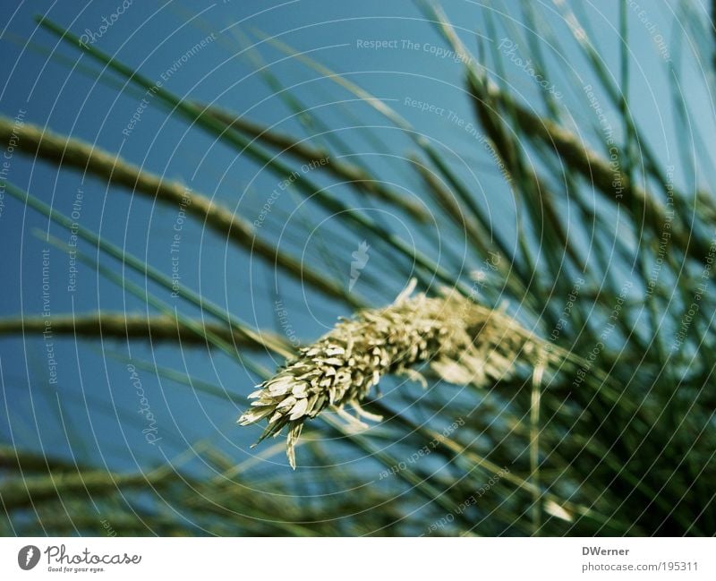 Sehnsucht nach dem Sommer! Umwelt Landschaft Pflanze Himmel Wolkenloser Himmel Gras Sträucher Blüte Grünpflanze Wiese Küste Strand Bewegung Blühend genießen