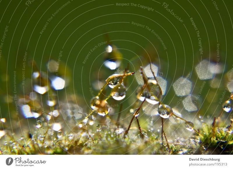 Tropfenmonopol Leben harmonisch Natur Pflanze Wassertropfen Frühling Sommer Regen Gras Moos grün silber weiß Stengel Kugel feucht Farbfoto Außenaufnahme