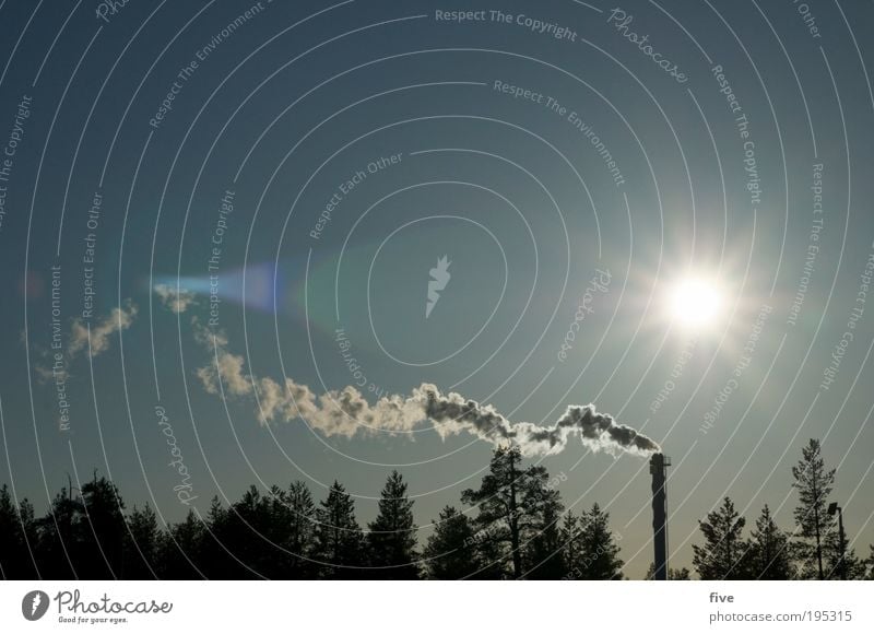 richtung ivalo Ferien & Urlaub & Reisen Ferne Freiheit Umwelt Natur Wolkenloser Himmel Sonne Winter Pflanze Baum Wald leuchten Unendlichkeit hell Lappland