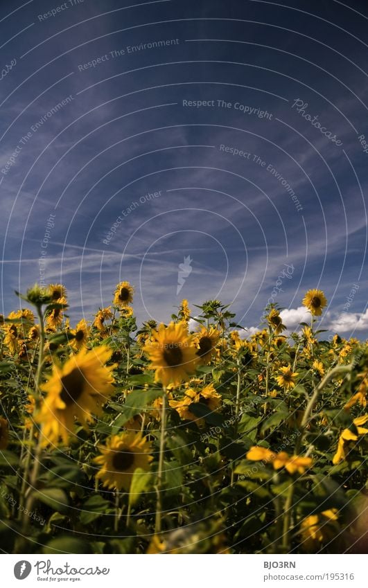 Ein Tag im Sommer #2 Umwelt Natur Himmel Wolken Schönes Wetter Pflanze Blatt Blüte Grünpflanze Nutzpflanze Sonnenblume Blume Wiese Feld Duft frisch positiv blau