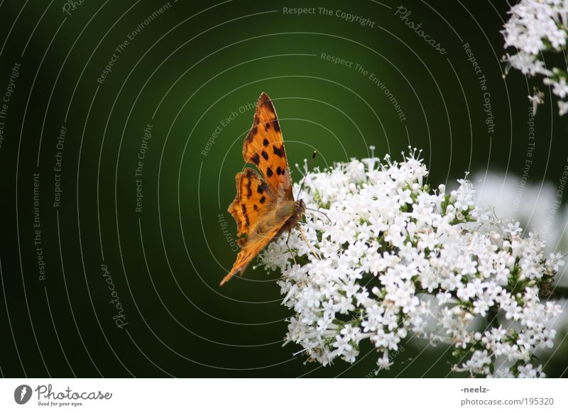 Schmetterling auf Blüte Umwelt Natur Pflanze Tier Frühling Blume Wiese 1 ästhetisch Neugier grün Frühlingsgefühle Duft Farbfoto Außenaufnahme Nahaufnahme