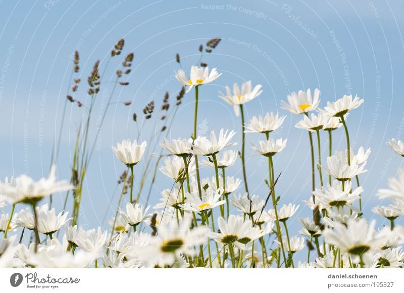 wenn der Sommer nicht mehr weit ist Natur Pflanze Frühling Wetter Schönes Wetter Blume Blatt Blüte hell blau weiß Gras Blumenwiese Margerite Gedeckte Farben