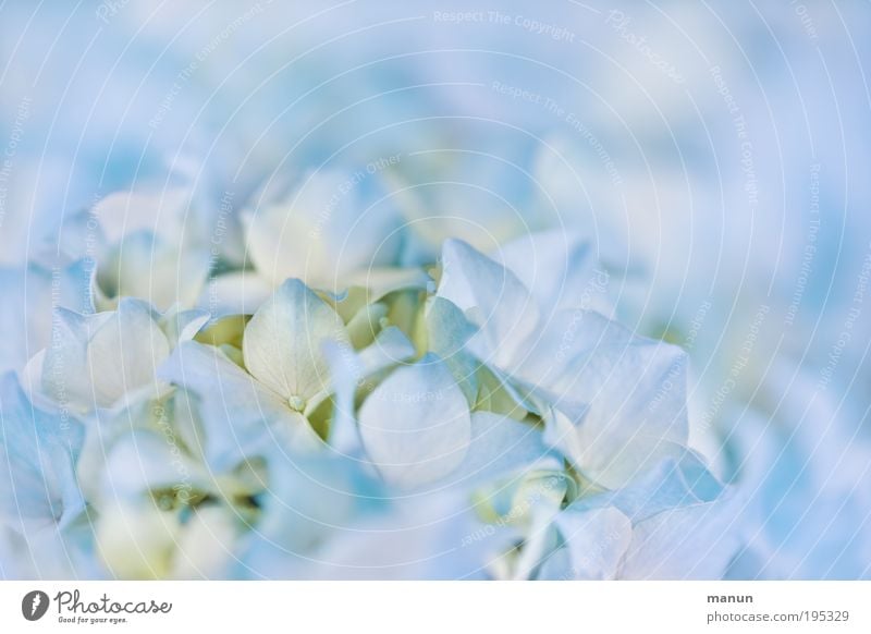 Hortensie II Wohlgefühl ruhig Duft Valentinstag Muttertag Taufe Gartenarbeit Gärtnerei Natur Frühling Sommer Blume Sträucher Blüte Hortensienblüte Stauden