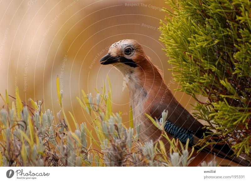 blueEye Tier Wildtier Vogel Tiergesicht Eichelhäher Feder beobachten genießen authentisch elegant frech frei Unendlichkeit listig nah natürlich Neugier klug