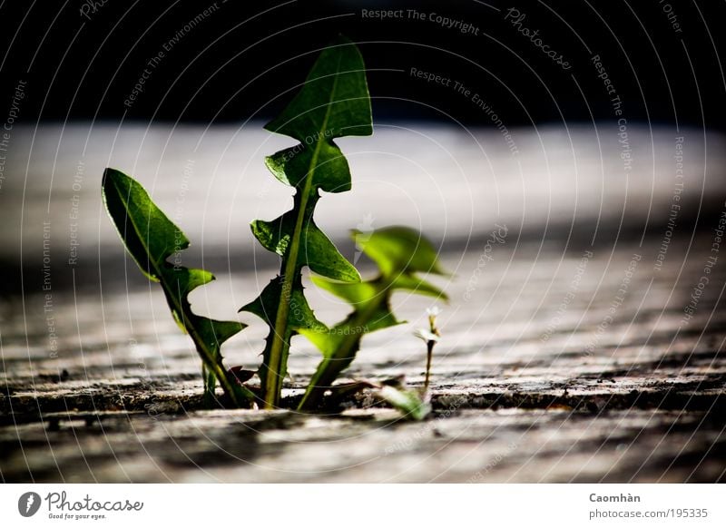 Mach Platz, ich komme! Umwelt Natur Pflanze Frühling Blatt Grünpflanze Wildpflanze Macht Mut Wahrheit Farbfoto Außenaufnahme Nahaufnahme Detailaufnahme