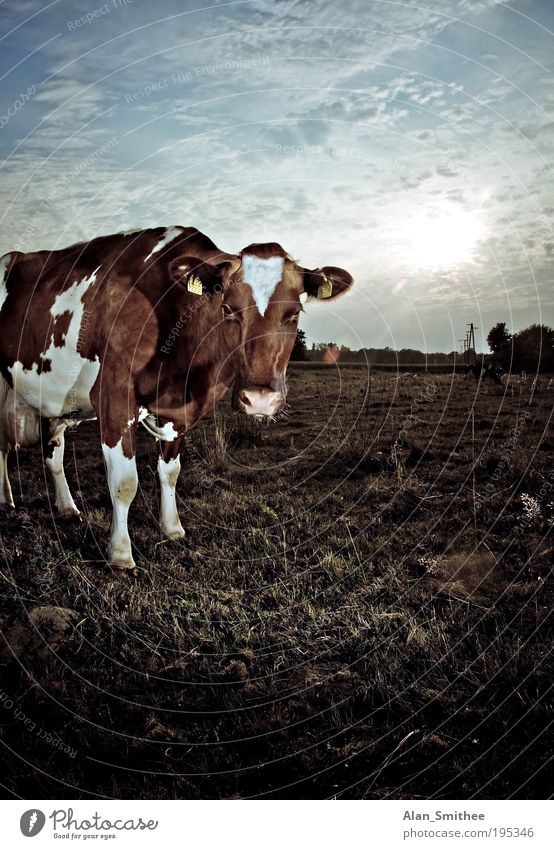 auge in auge Natur Tier Sonne Sonnenlicht Schönes Wetter Gras Wiese Feld Kuh 1 beobachten Blick stehen braun Idylle Gegenlicht Milchkuh scheckig Starrer Blick