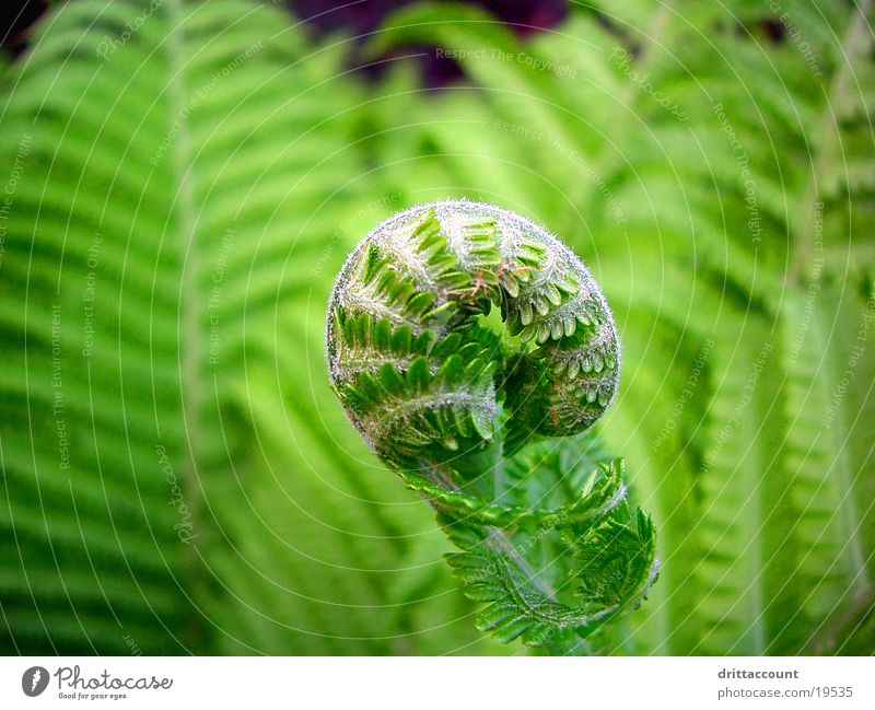 Entfarnung Pflanze grün Park Echte Farne Nahaufnahme Garten Botanischer Garten