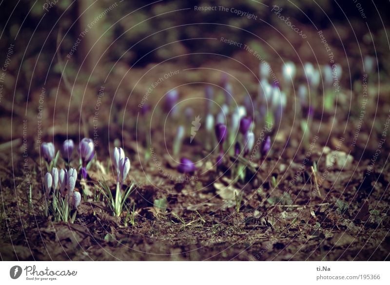 mein erstes Krokusbild Umwelt Natur Landschaft Tier Erde Frühling Klima Schönes Wetter Pflanze Blume Krokusse Garten Blühend Wachstum schön natürlich