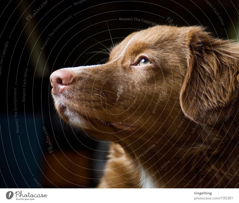 sunshine Tier Haustier Hund Fell 1 genießen Blick Freundlichkeit Glück hell kuschlig Wärme weich braun grün schwarz Schnauze Hängeohr Auge Nase rosa Schatten