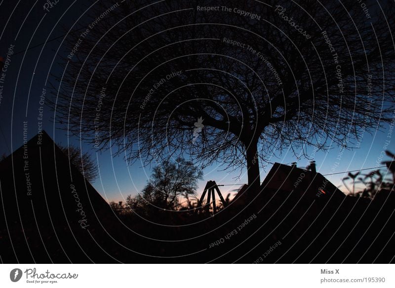 blaue H Sonnenaufgang Sonnenuntergang Schönes Wetter Garten dunkel Haus Stern Baum Ast Dämmerung Außenaufnahme Menschenleer Textfreiraum unten Morgendämmerung