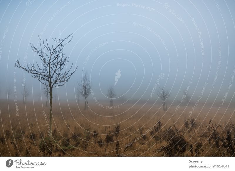 Neblige Aussichten Umwelt Natur Landschaft Pflanze Herbst Nebel Baum Gras Sträucher Wiese Feld ruhig Farbfoto Außenaufnahme Menschenleer Tag Lichterscheinung