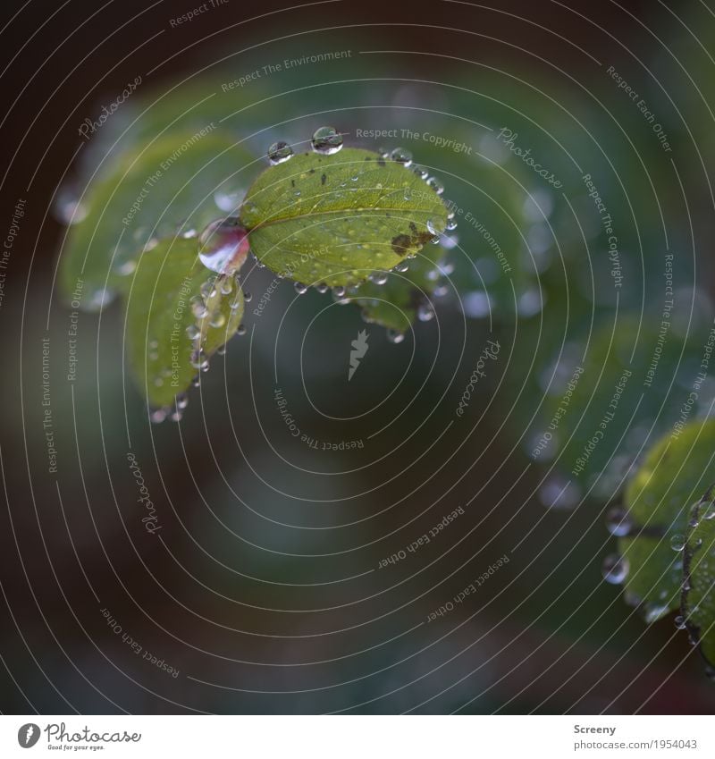 Ein Hauch von Feuchtigkeit... Natur Pflanze Wasser Wassertropfen Herbst Sträucher Blatt Wald Flüssigkeit frisch klein nass zart kondensieren Tau Tropfen