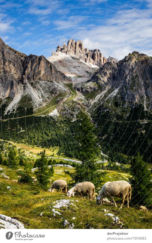 Schafe grasen in den Dolomiten Blick nach unten Halbprofil Ganzkörperaufnahme Tierporträt Weitwinkel Sonnenlicht Starke Tiefenschärfe Zentralperspektive Totale