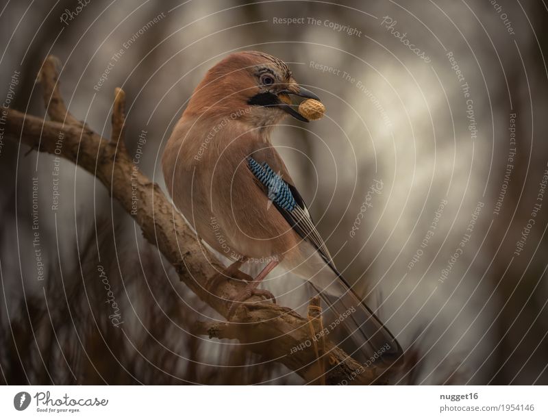 Eichelhäher Umwelt Natur Tier Herbst Winter Baum Garten Park Wald Wildtier Vogel Tiergesicht Flügel Krallen 1 beobachten fliegen Fressen füttern ästhetisch