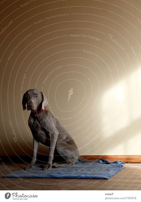 Ein Hund. Häusliches Leben Wohnung Umzug (Wohnungswechsel) einrichten Innenarchitektur Mauer Wand Fassade Tier Haustier 1 beobachten Fressen Jagd sitzen