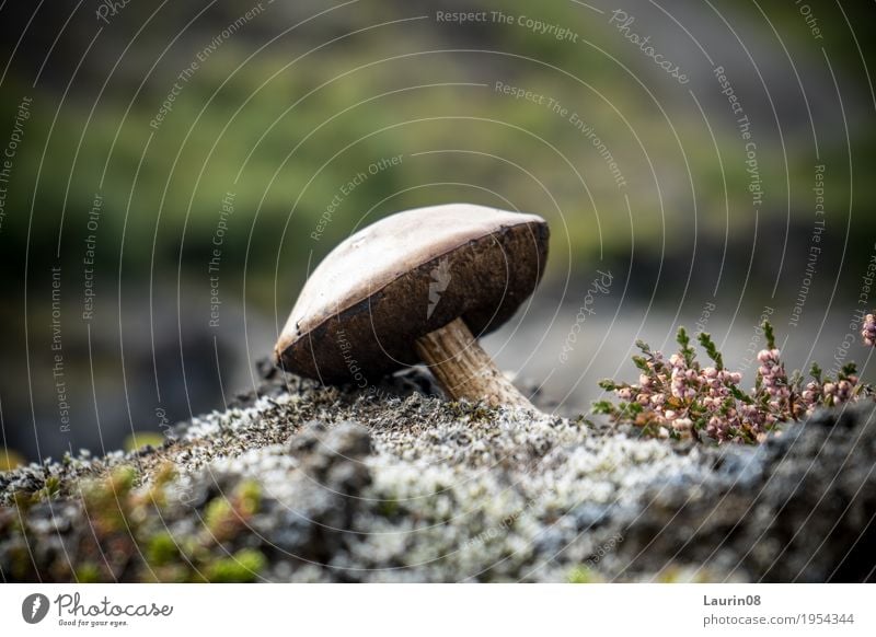 Der Pilz Ausflug Abenteuer Natur Pflanze Erde Frühling Moos Park Wiese Wald Hügel Felsen Schlucht Island Europa Menschenleer Stein Sand sportlich exotisch Glück