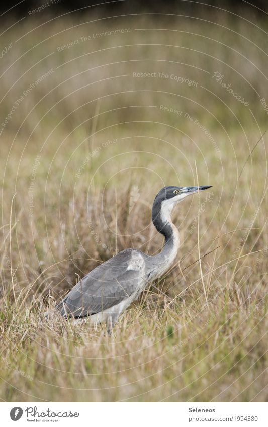 Schwarzhalsreiher Ausflug Ferne Sommer Umwelt Natur Gras Sträucher Wiese Tier Wildtier Vogel Tiergesicht Flügel Reiher 1 natürlich Farbfoto Außenaufnahme