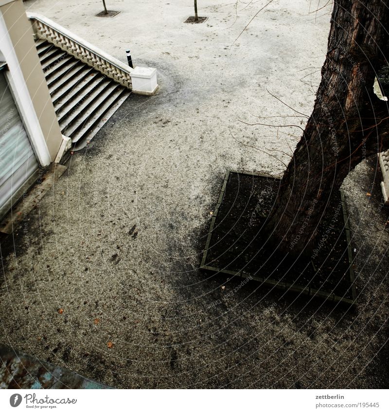 Park Treppe Freitreppe Baum Baumstamm Baumscheibe Natur Wege & Pfade Spazierweg Spaziergang Erholung karg trist Traurigkeit Menschenleer Friedhof März Neukölln