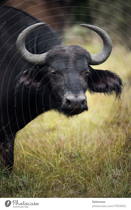 Grumpy old man Ferien & Urlaub & Reisen Tourismus Ausflug Abenteuer Ferne Safari Expedition Tier Wildtier Tiergesicht Büffel 1 gigantisch groß Farbfoto