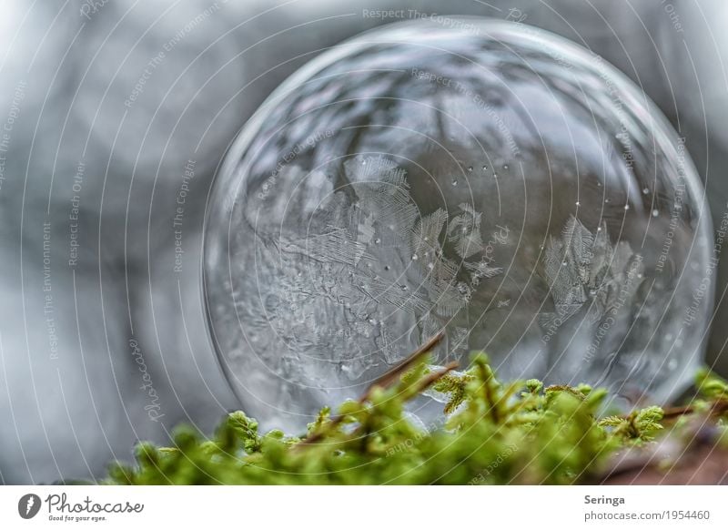 Seifenblase im Frostmantel Natur Landschaft Winter Eis Schnee Moos beobachten frieren ästhetisch außergewöhnlich elegant fest schön kalt rund grau grün weiß