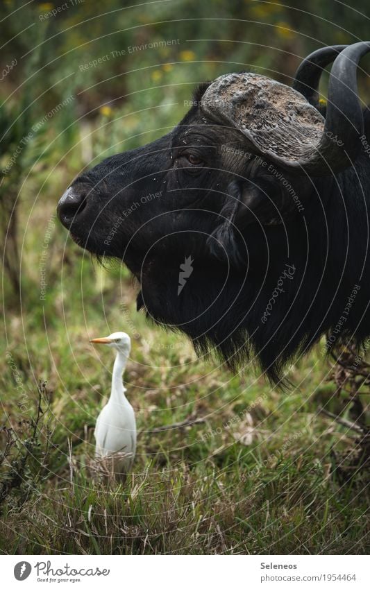 ziemlich beste Freunde Ferien & Urlaub & Reisen Tourismus Ausflug Abenteuer Ferne Safari Expedition Umwelt Natur Gras Wiese Tier Wildtier Vogel Tiergesicht