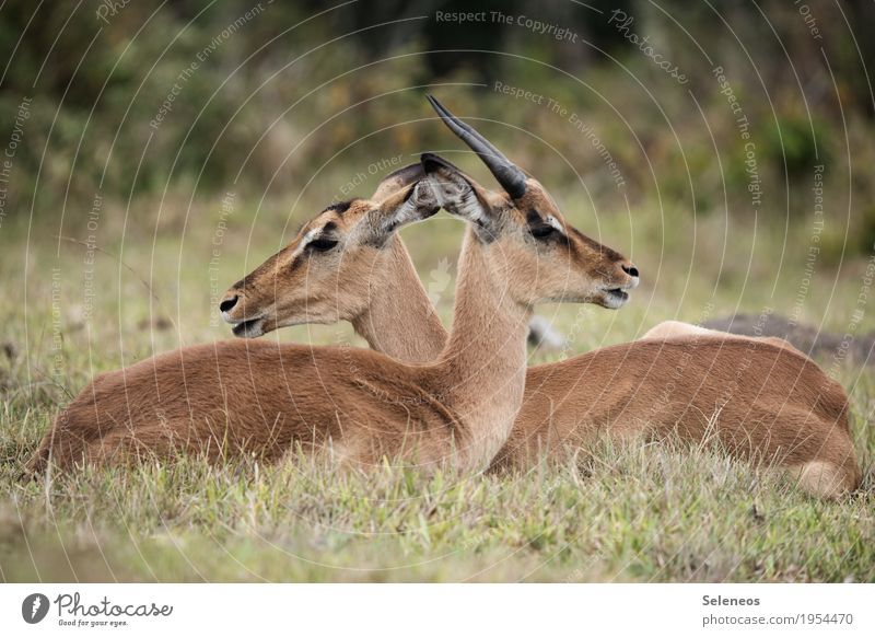 Zweisamkeit Ferien & Urlaub & Reisen Tourismus Ausflug Abenteuer Ferne Freiheit Safari Expedition Sommer Sommerurlaub Umwelt Natur Tier Wildtier Tiergesicht