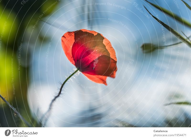 Heute, Montag Natur Pflanze Himmel Sommer Schönes Wetter Blume Blüte Klatschmohn Wiese Feld Blühend ästhetisch elegant blau grün orange rot Fröhlichkeit schön