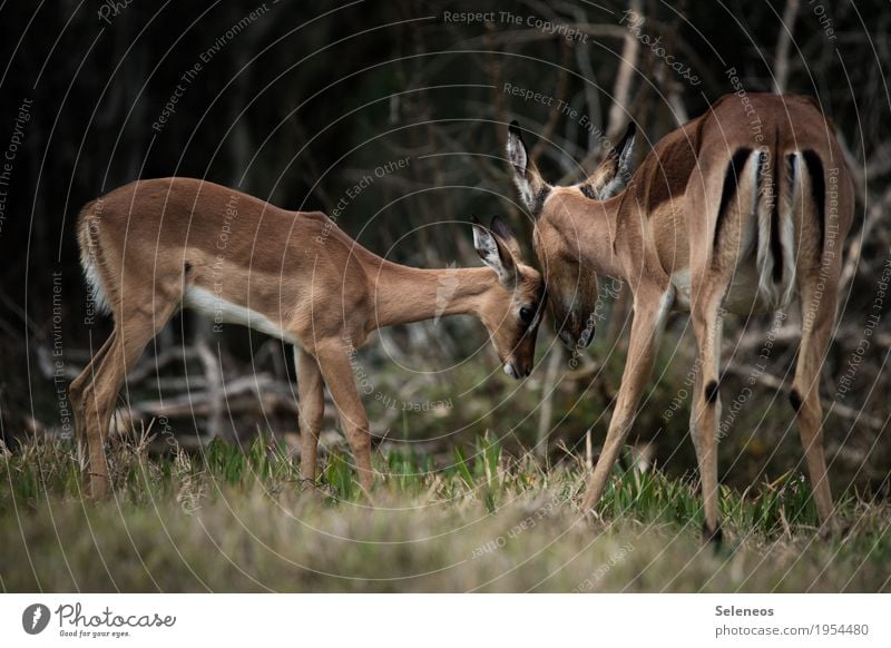 . Ferien & Urlaub & Reisen Tourismus Ausflug Abenteuer Ferne Safari Sommer Umwelt Natur Wald Tier Wildtier Tiergesicht Antilopen 2 Tierjunges Tierfamilie